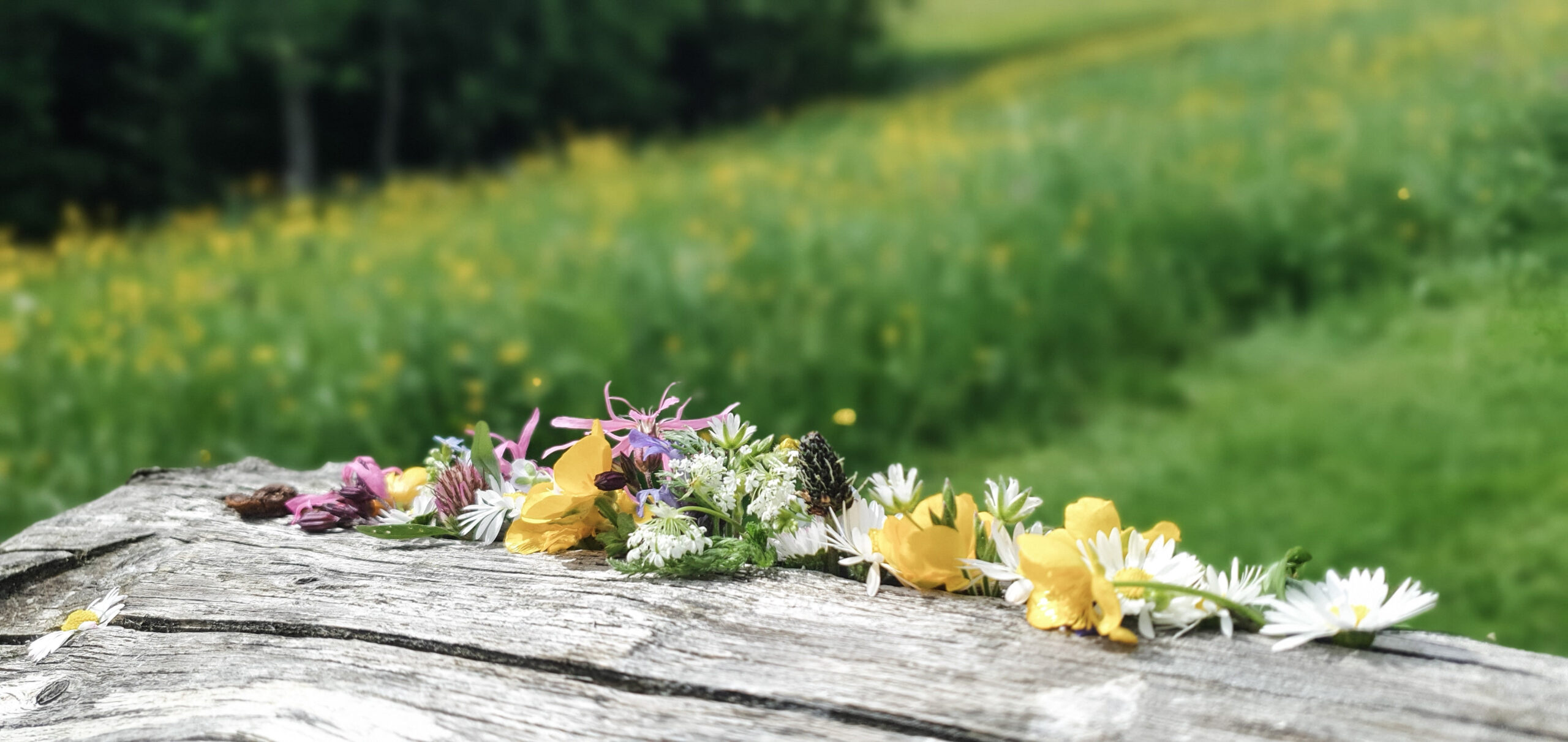 Blumenwiese im Sommer in den Tiroler Bergen