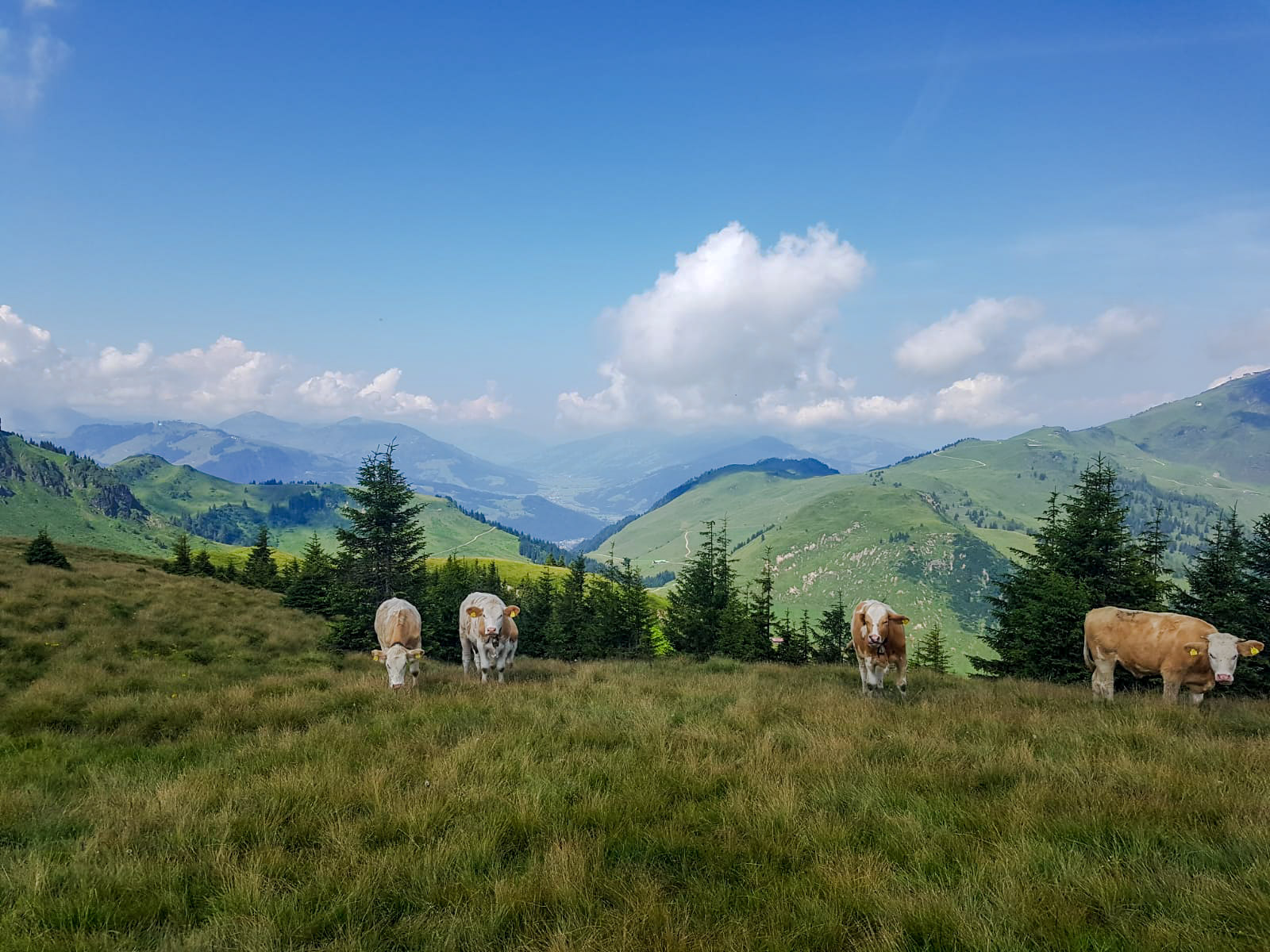 Kühe und Weitblick über die Berge und das Pillerseetal in Tirol