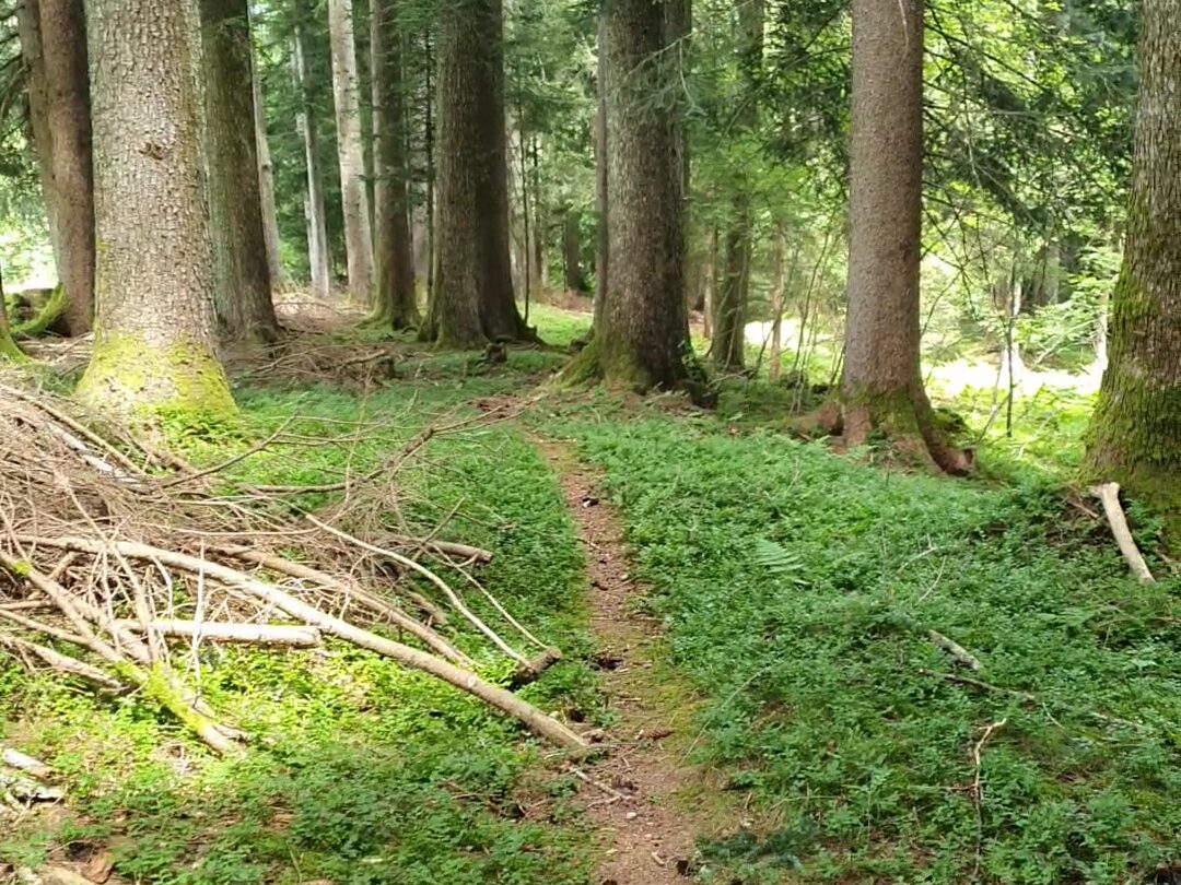 Ruhiger Waldweg in der Natur rund um Fieberbrunn